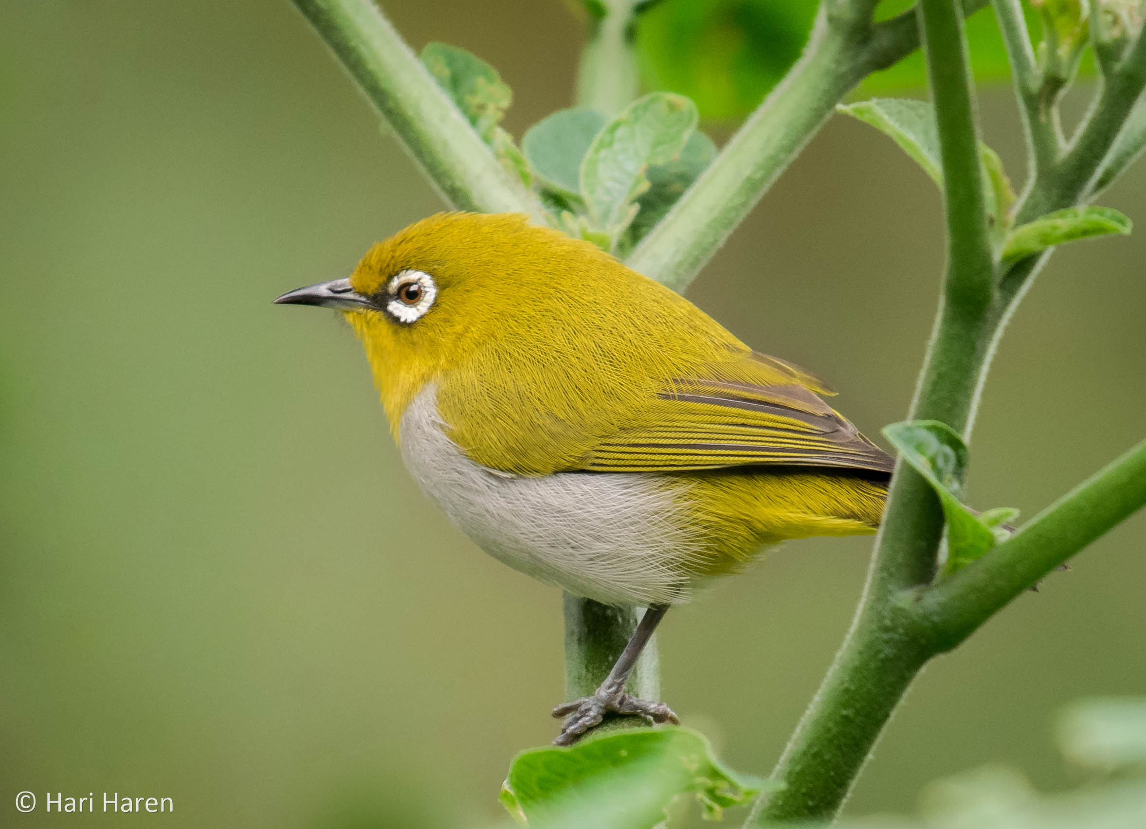 Oriental white eye
