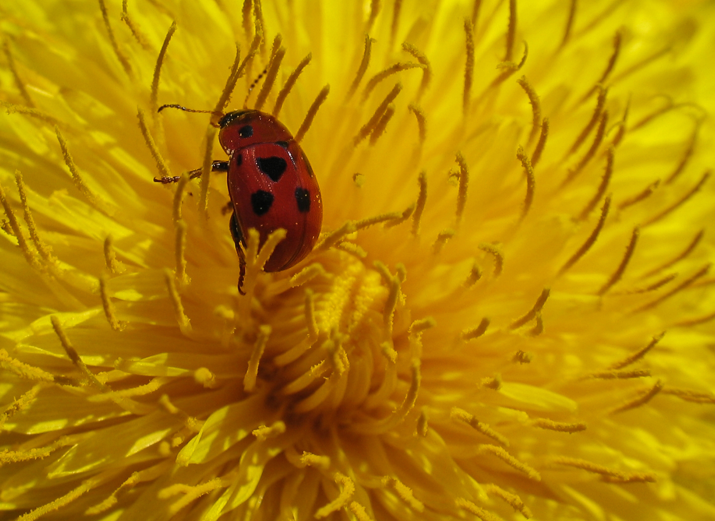 I'm flower is too big ..........