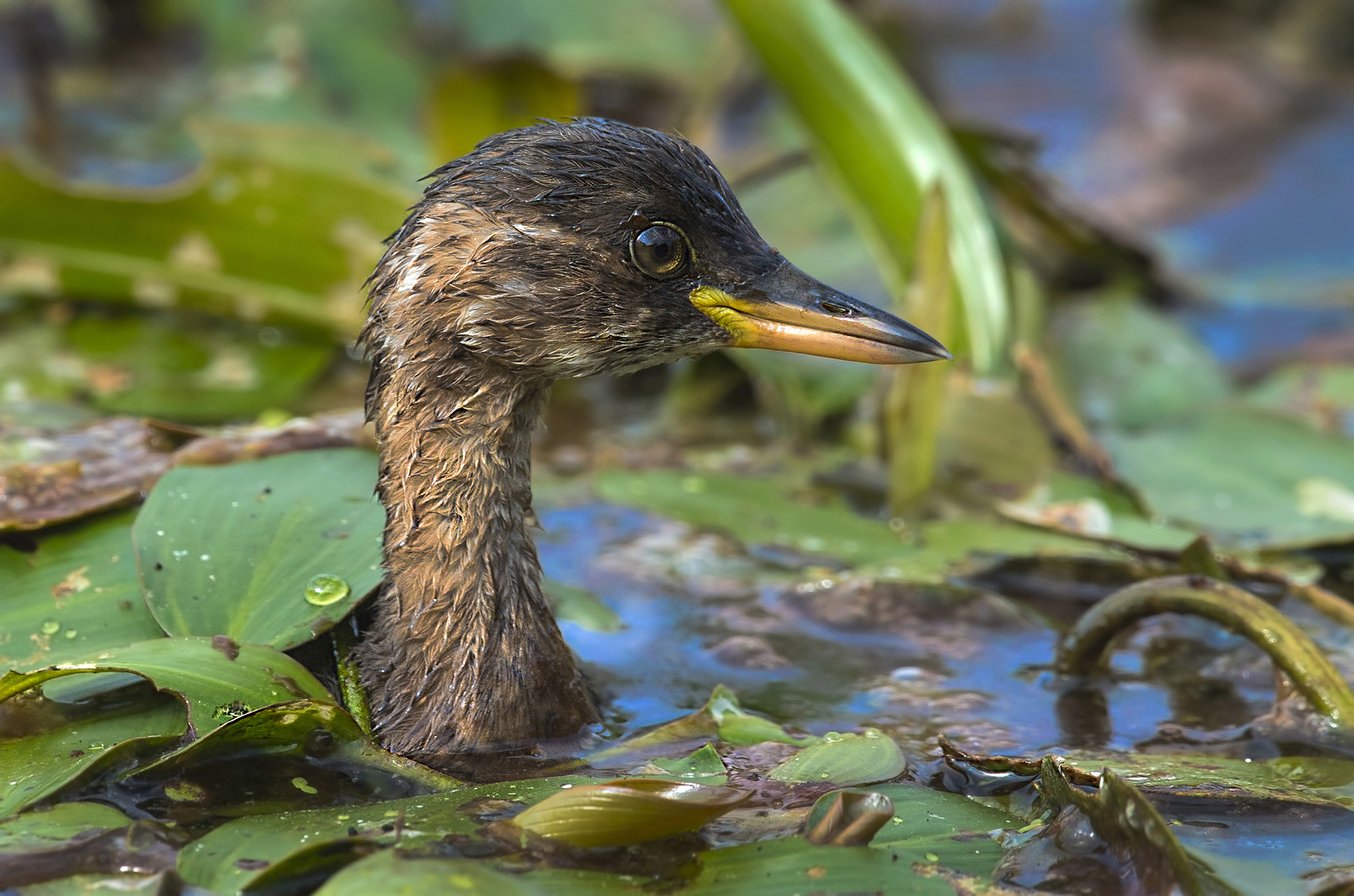 Little Grebe