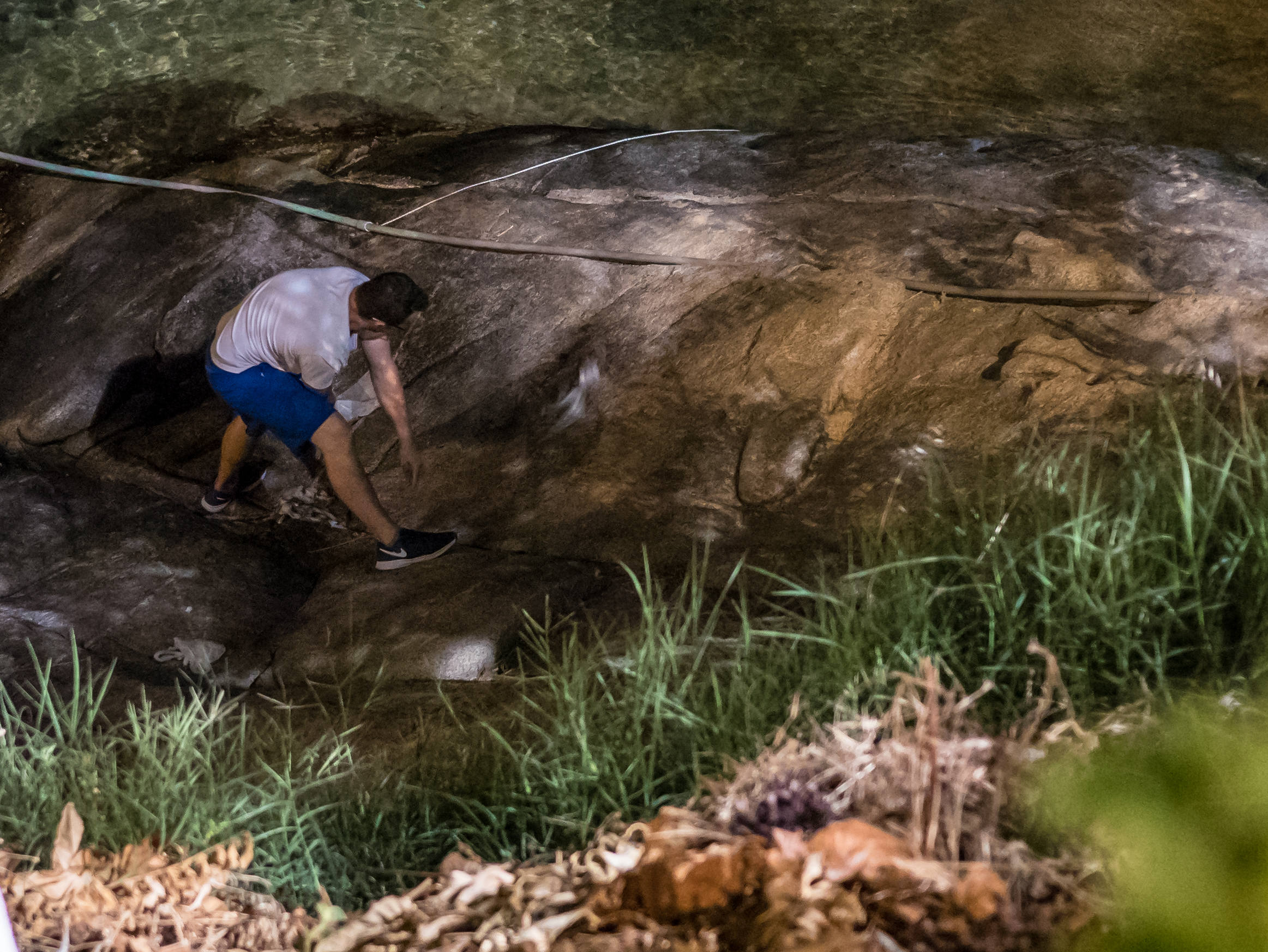 Octopus banged at night