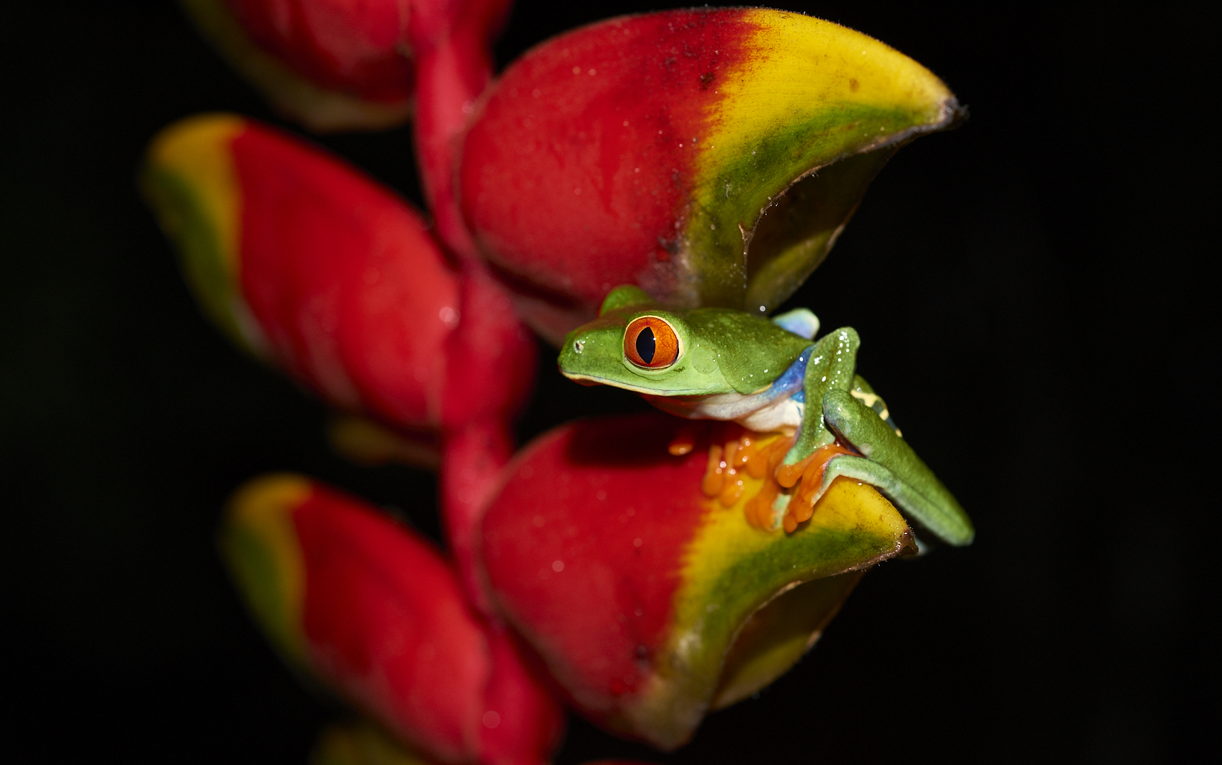 Agalychnis callidryas (Rana dagli Occhi Rossi)