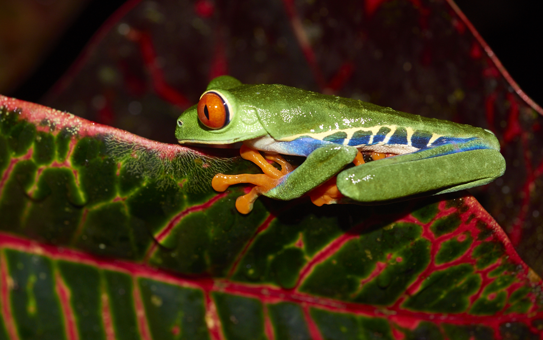 Agalychnis callidryas (Rana dagli Occhi Rossi)