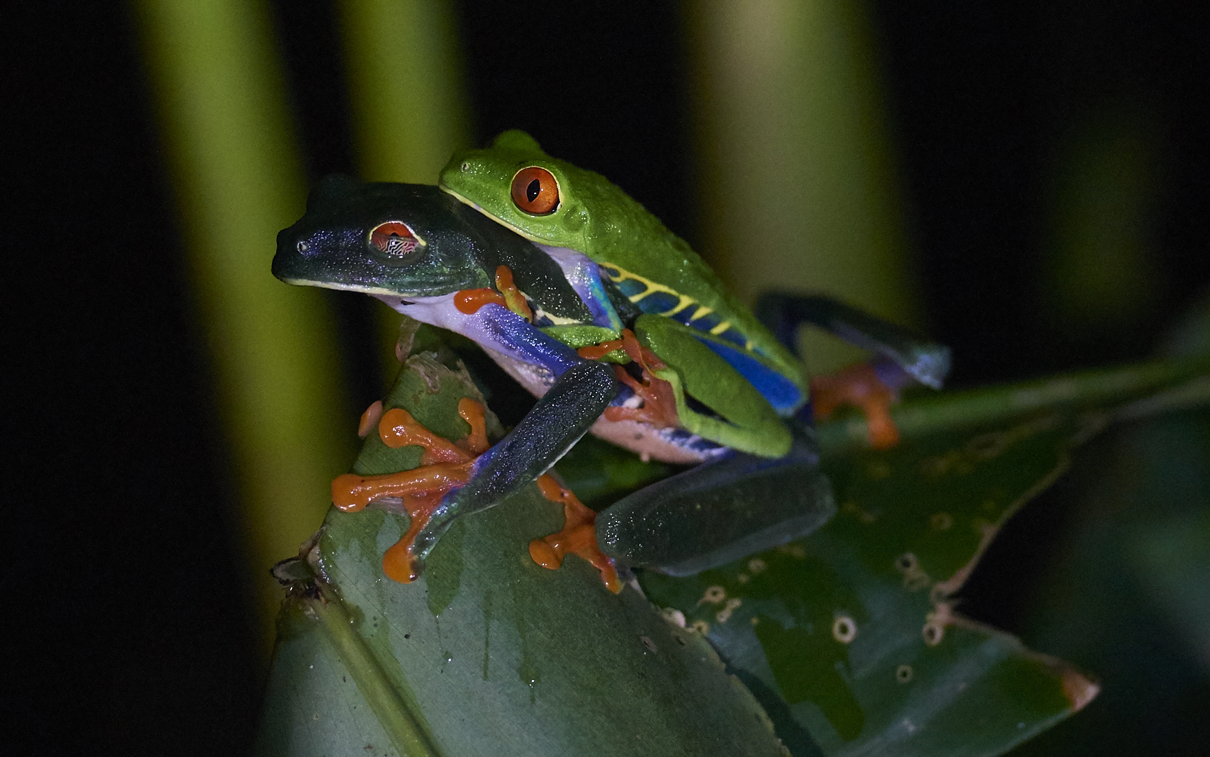 Agalychnis callidryas (Rana dagli Occhi Rossi)