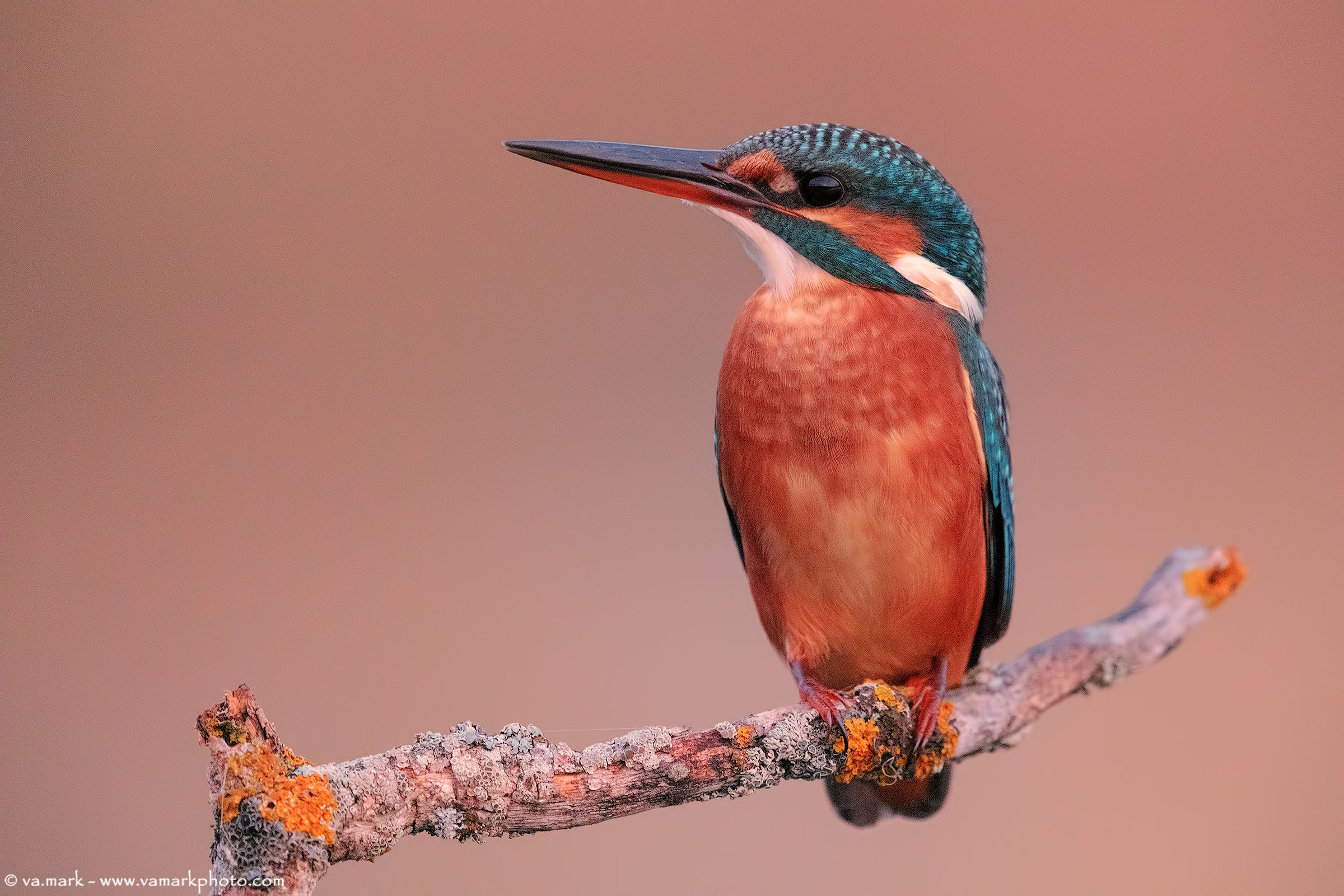 Kingfisher