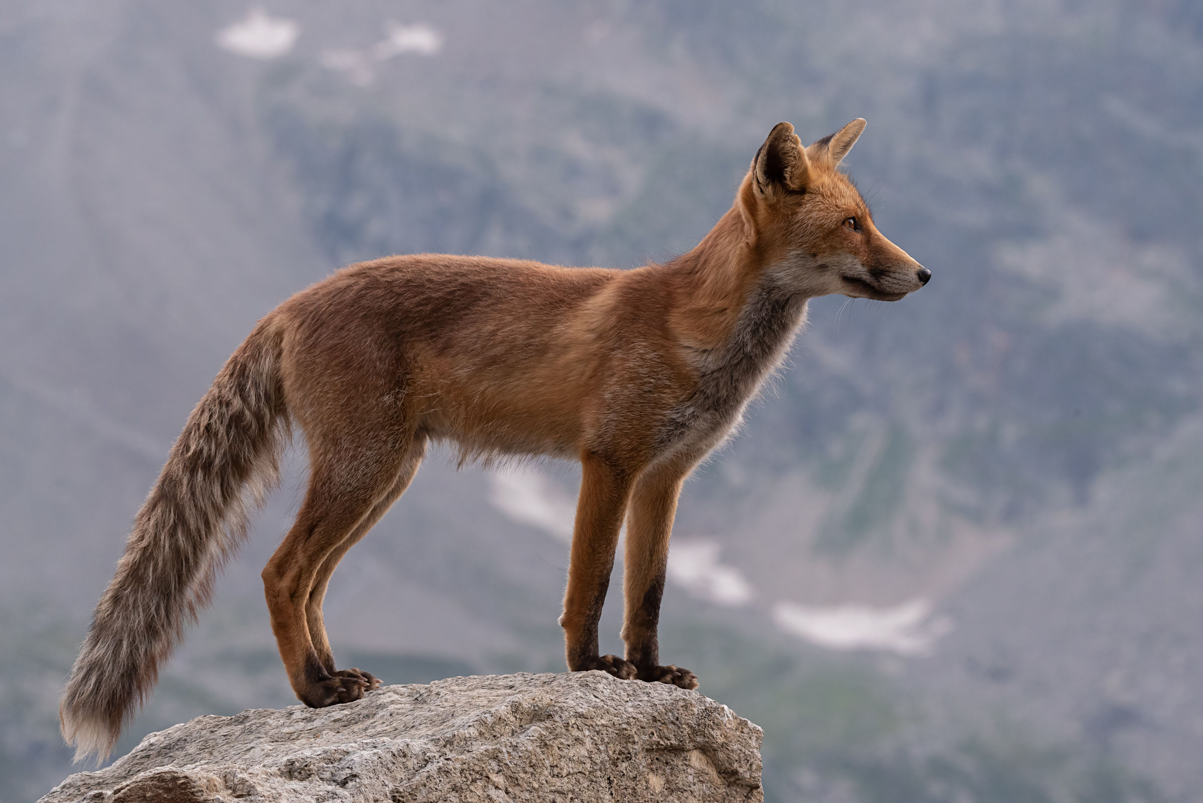 Posing Fox