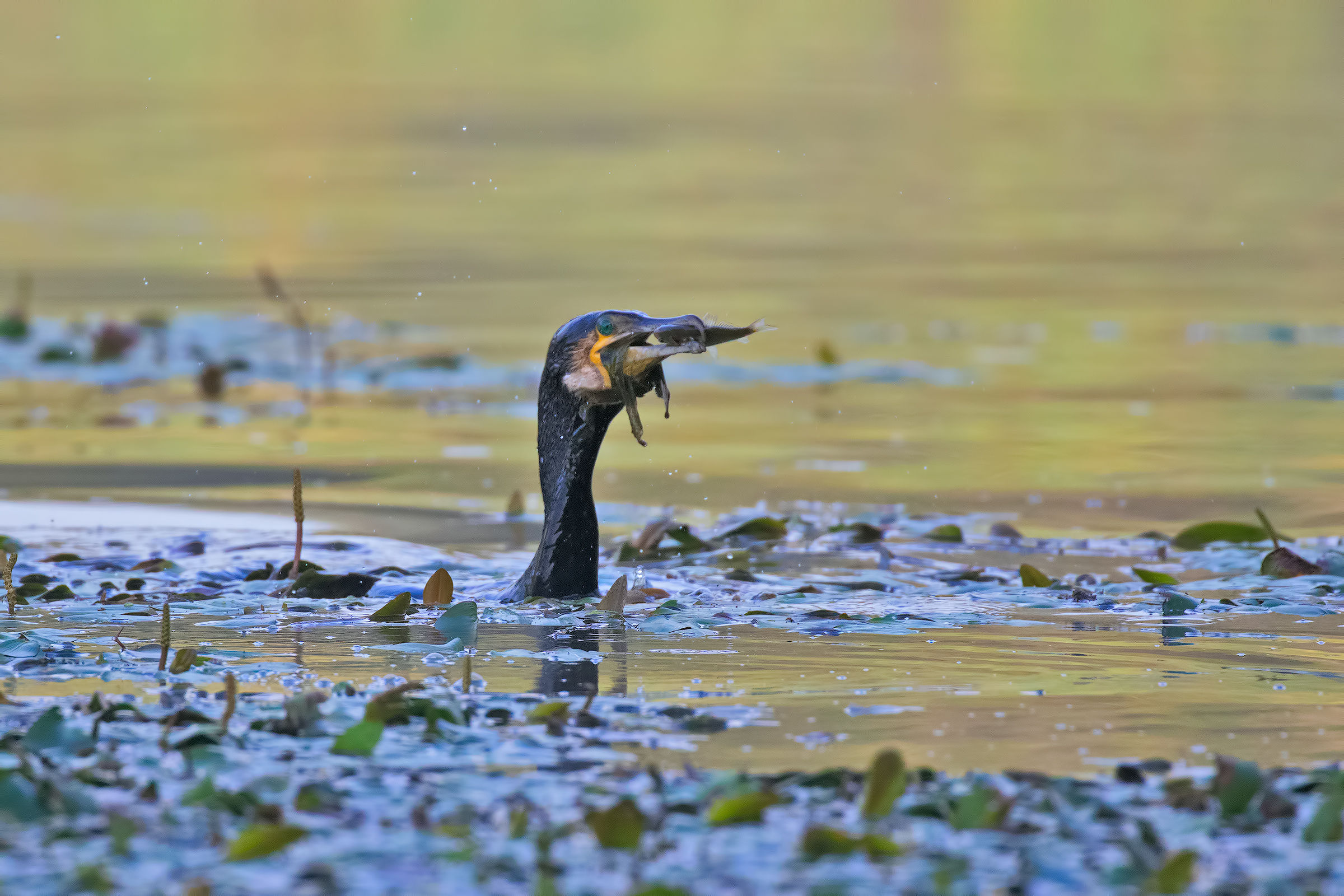 Breakfast hours 7.30