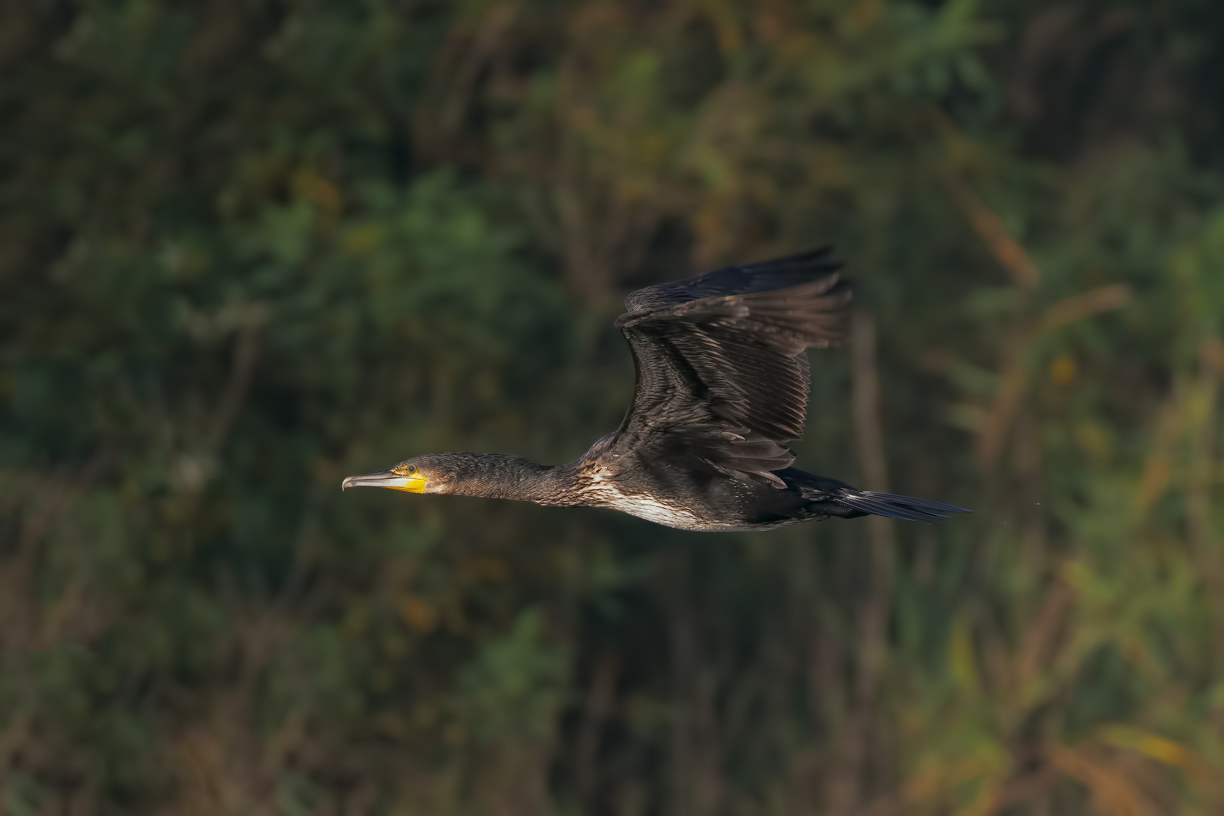 Crmorano towards the Light