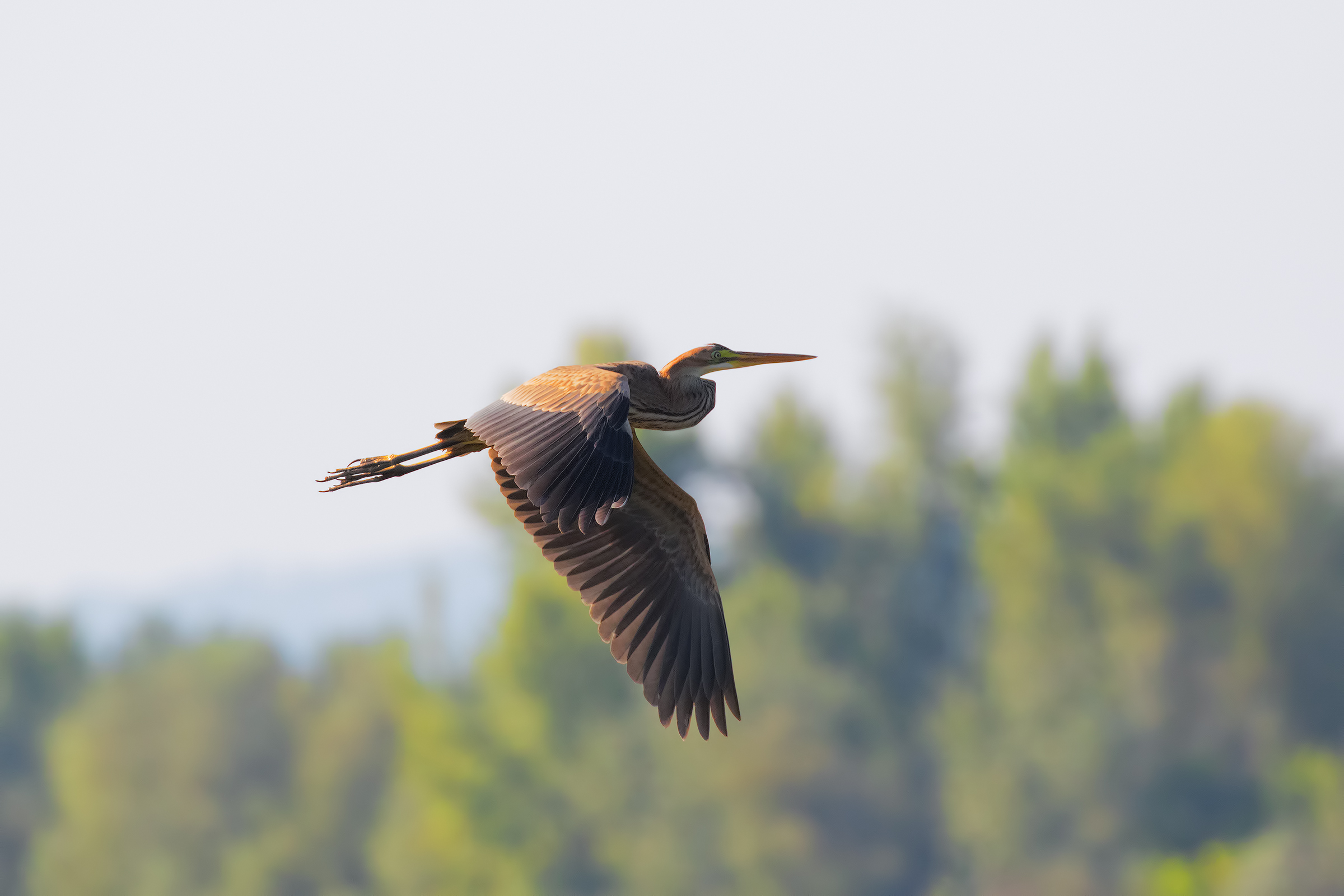 Red Heron flies away