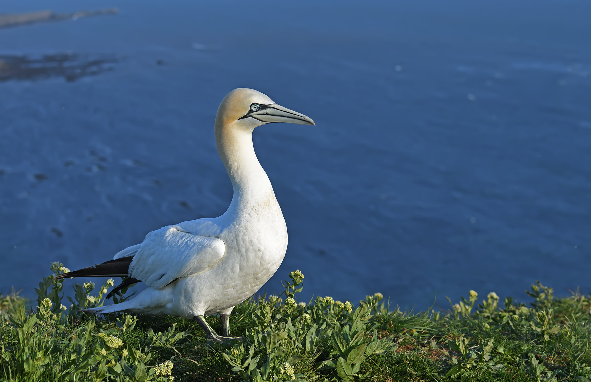 Gannet settentrionale...