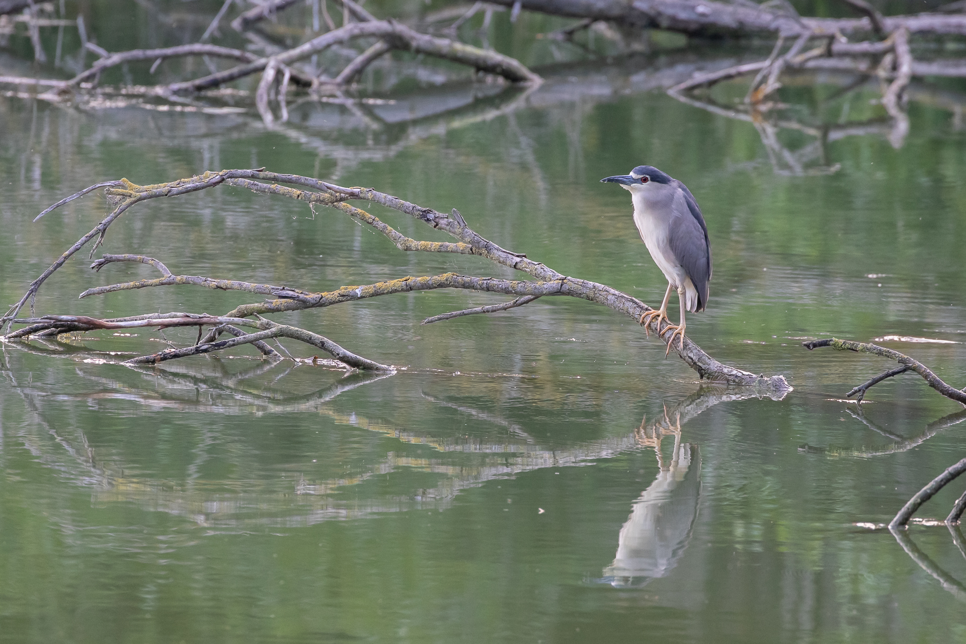 Nycticorax Nycticorax (Nitticora)