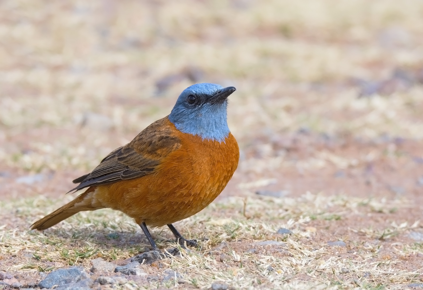 Cape Rock-Thrush (Monticola rupestris)