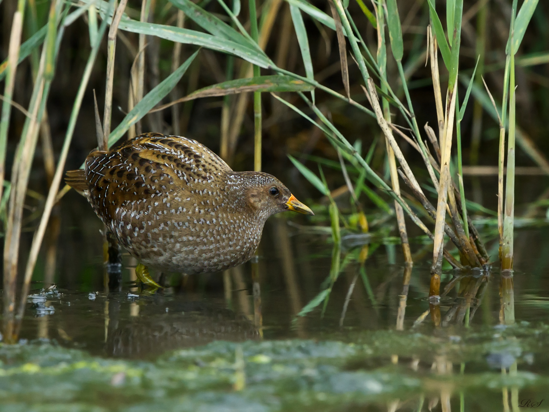 Småfläckig sumphöna