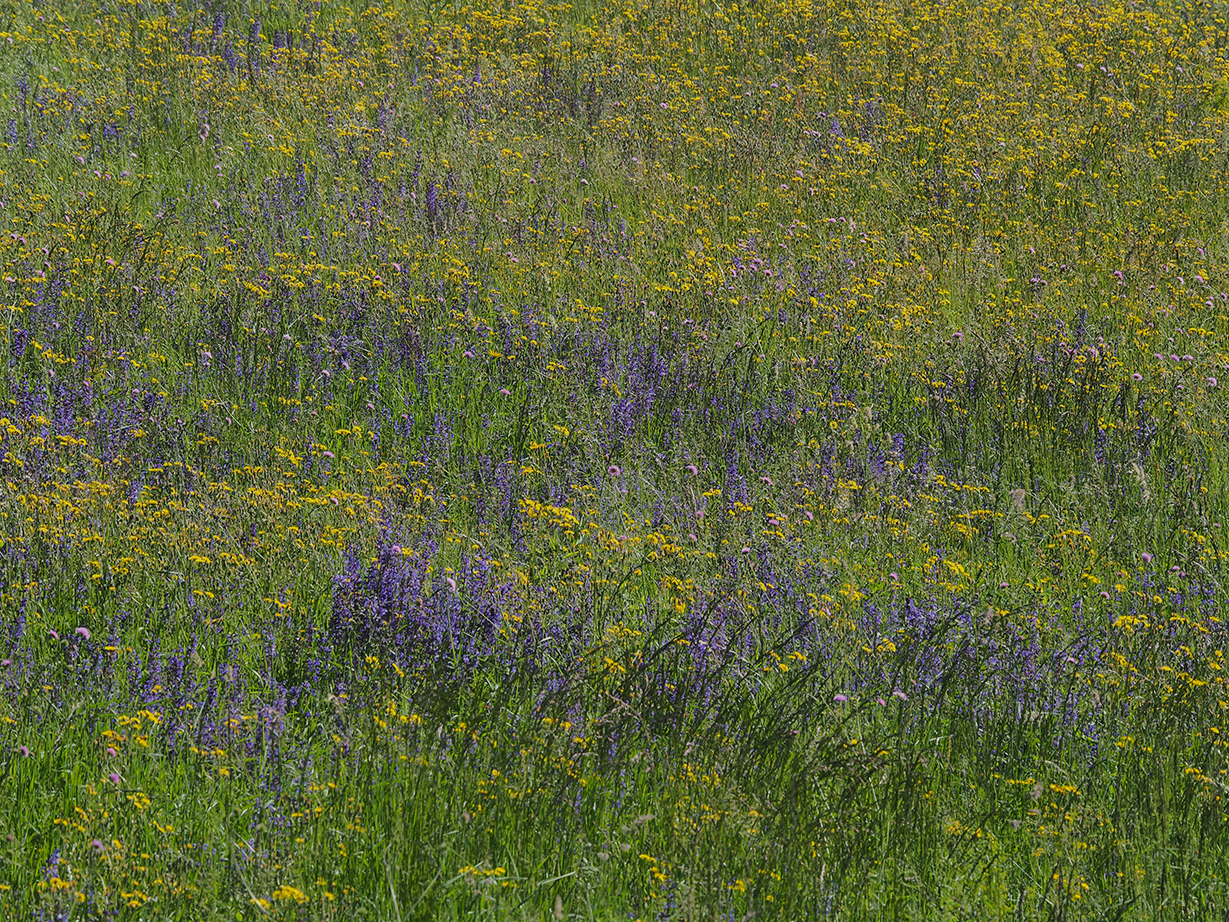 Prato giallo