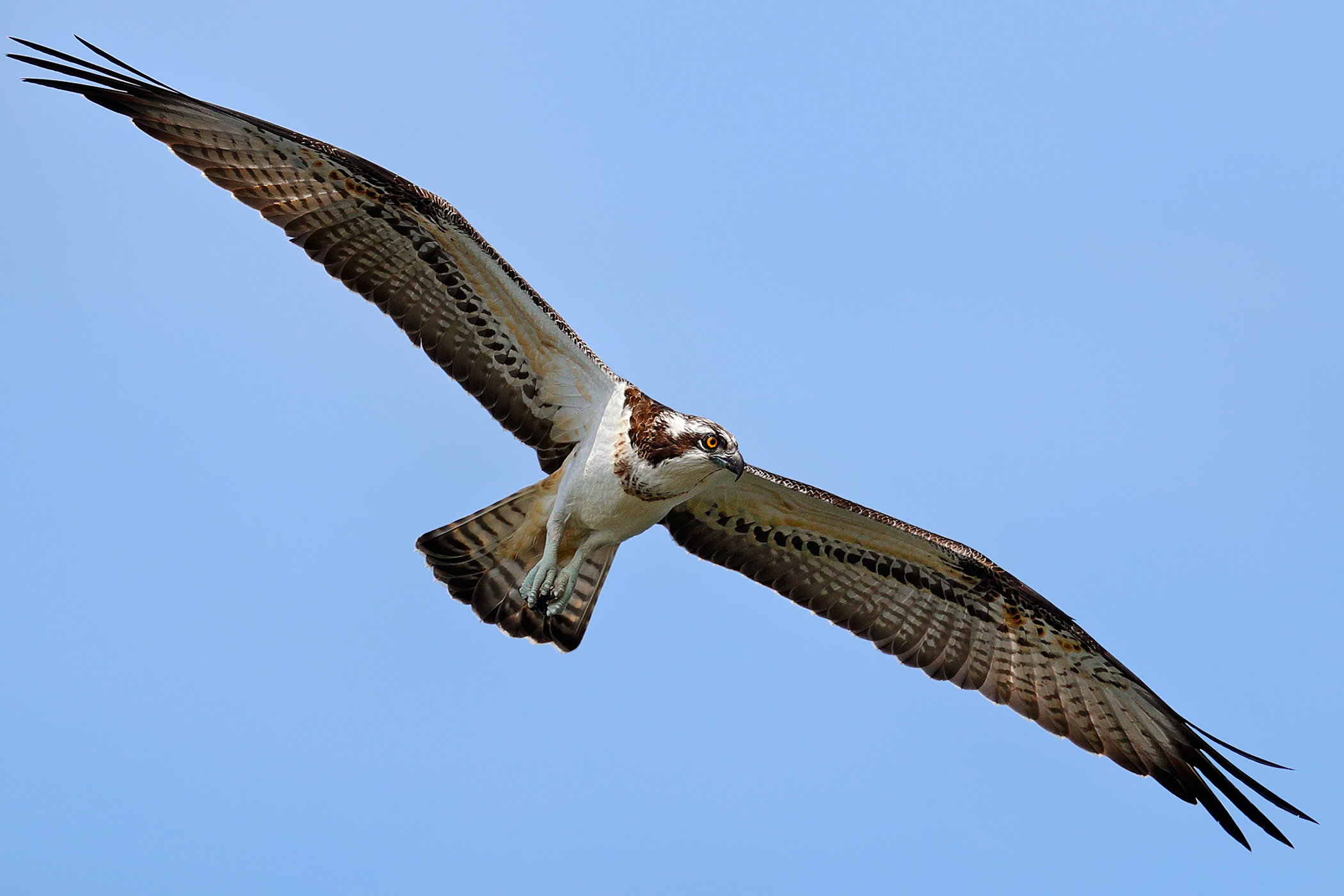 L'apertura alare del falco Pescatore