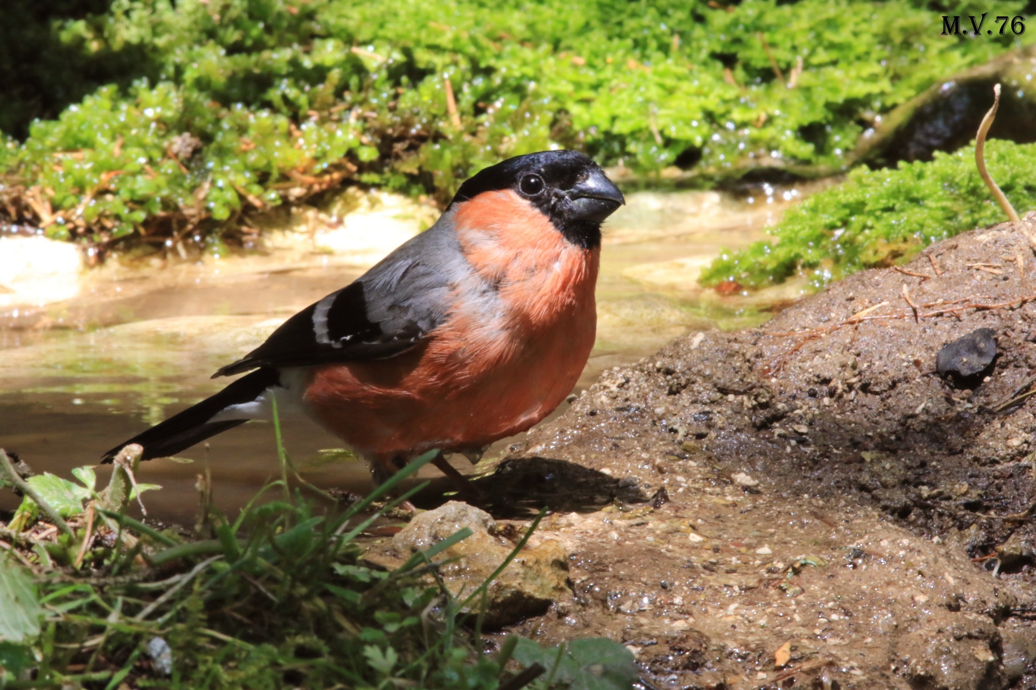 Bullfinch