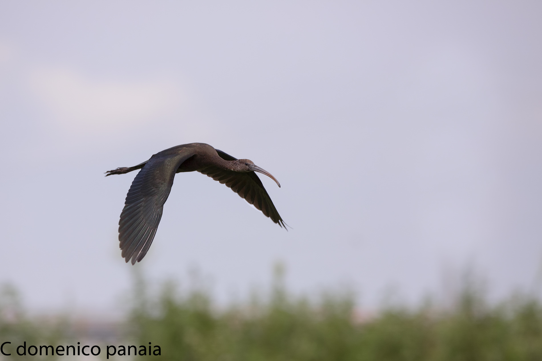 arriva il mignattaio