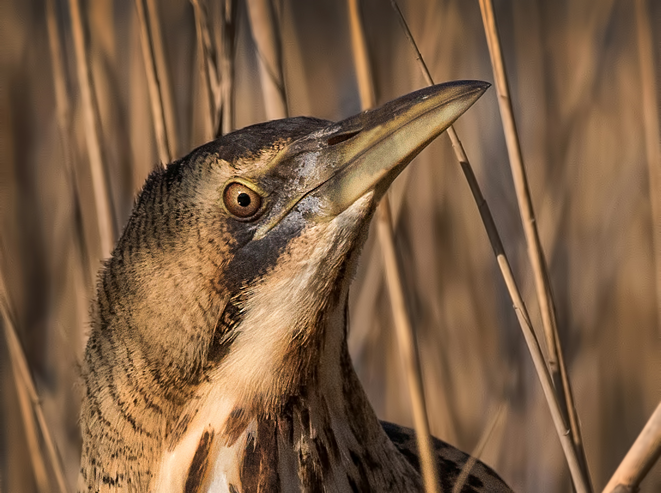 Bittern