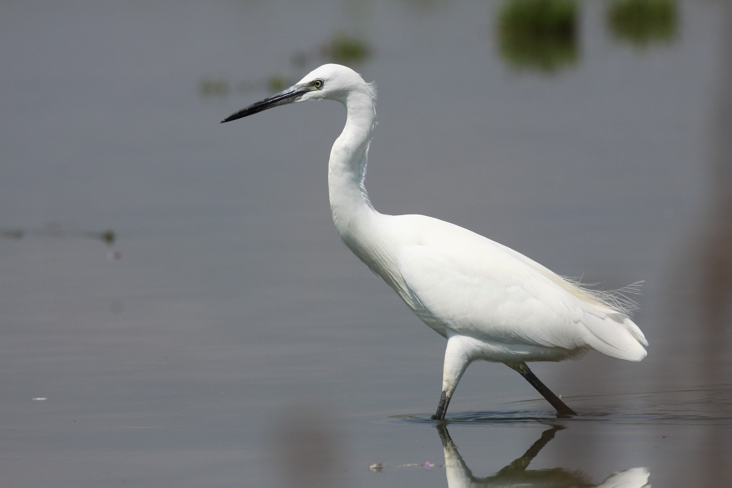tutta bianca bianca...