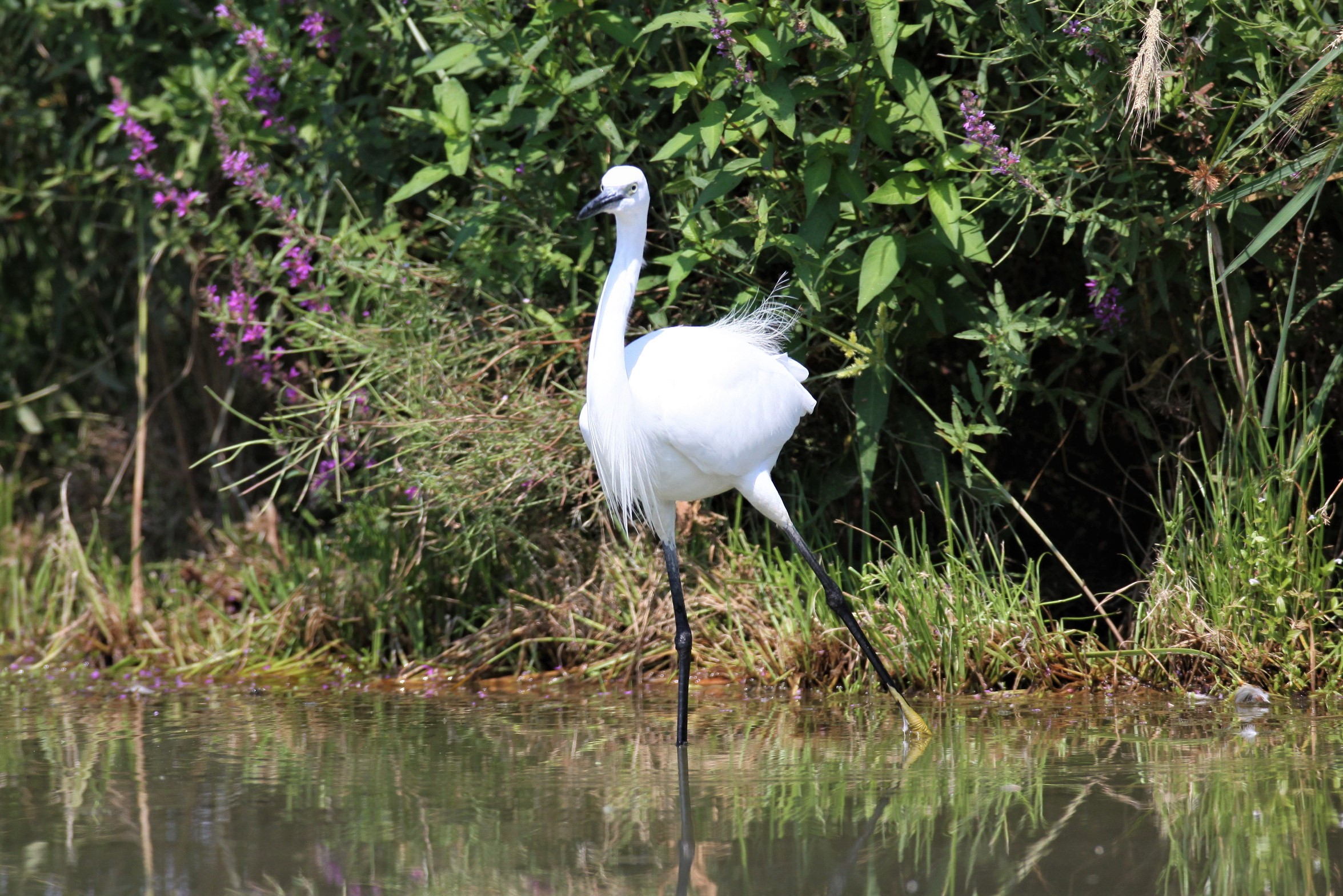 facciamo due passi di danza...