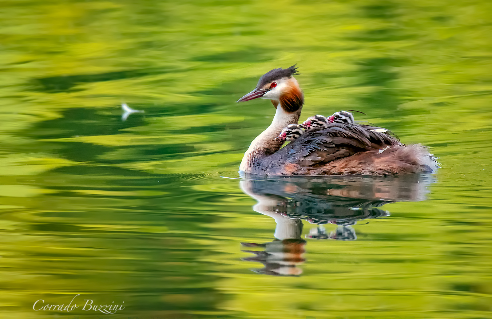 Exceptional transport