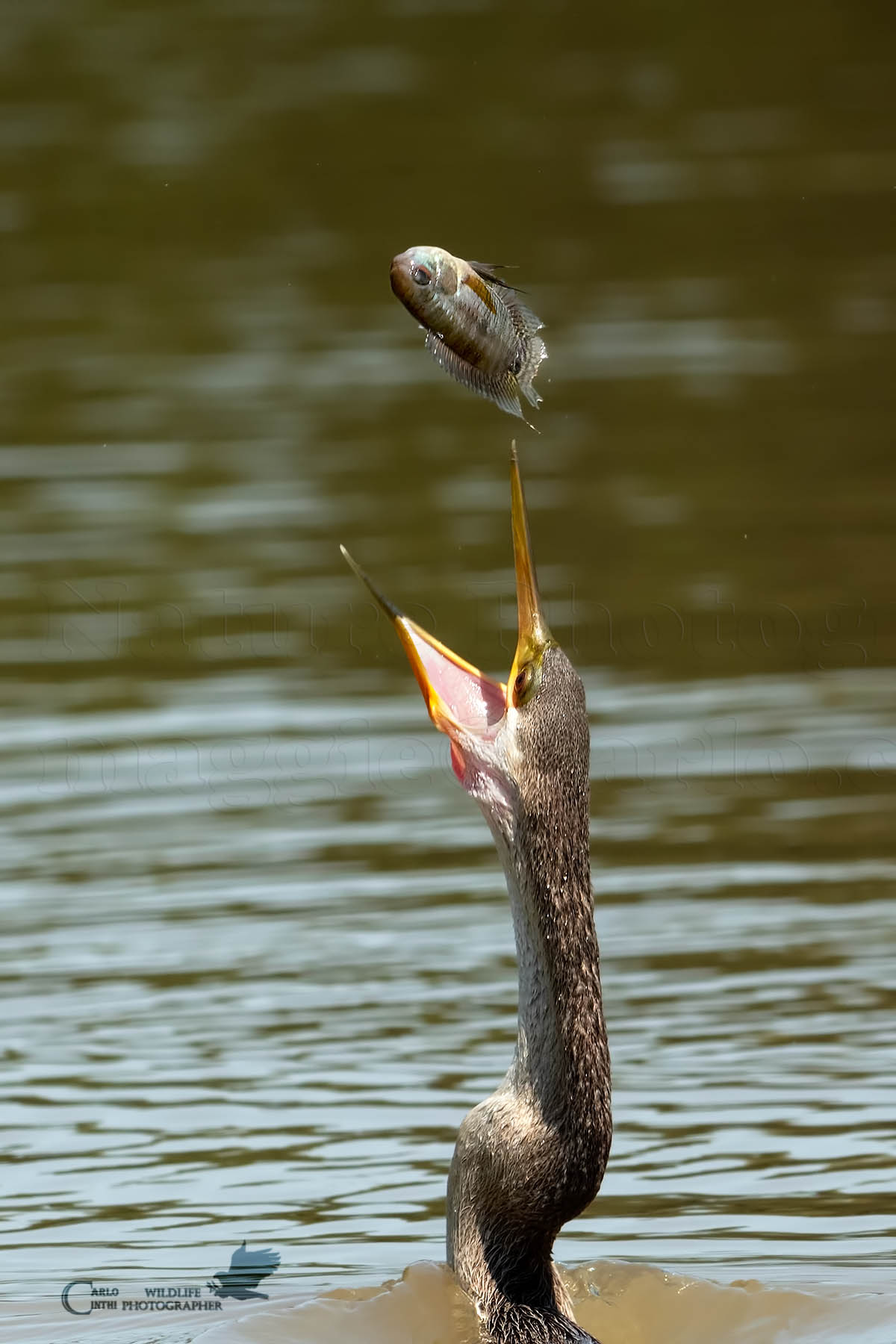 Aninga comune - Pantanal