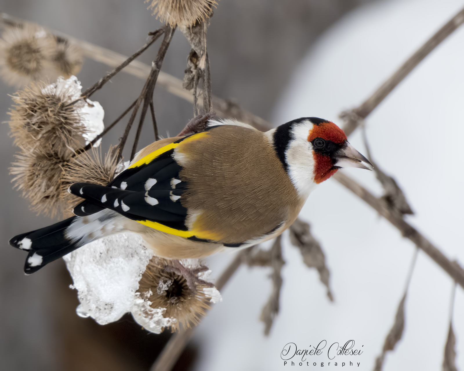 The Goldfinch