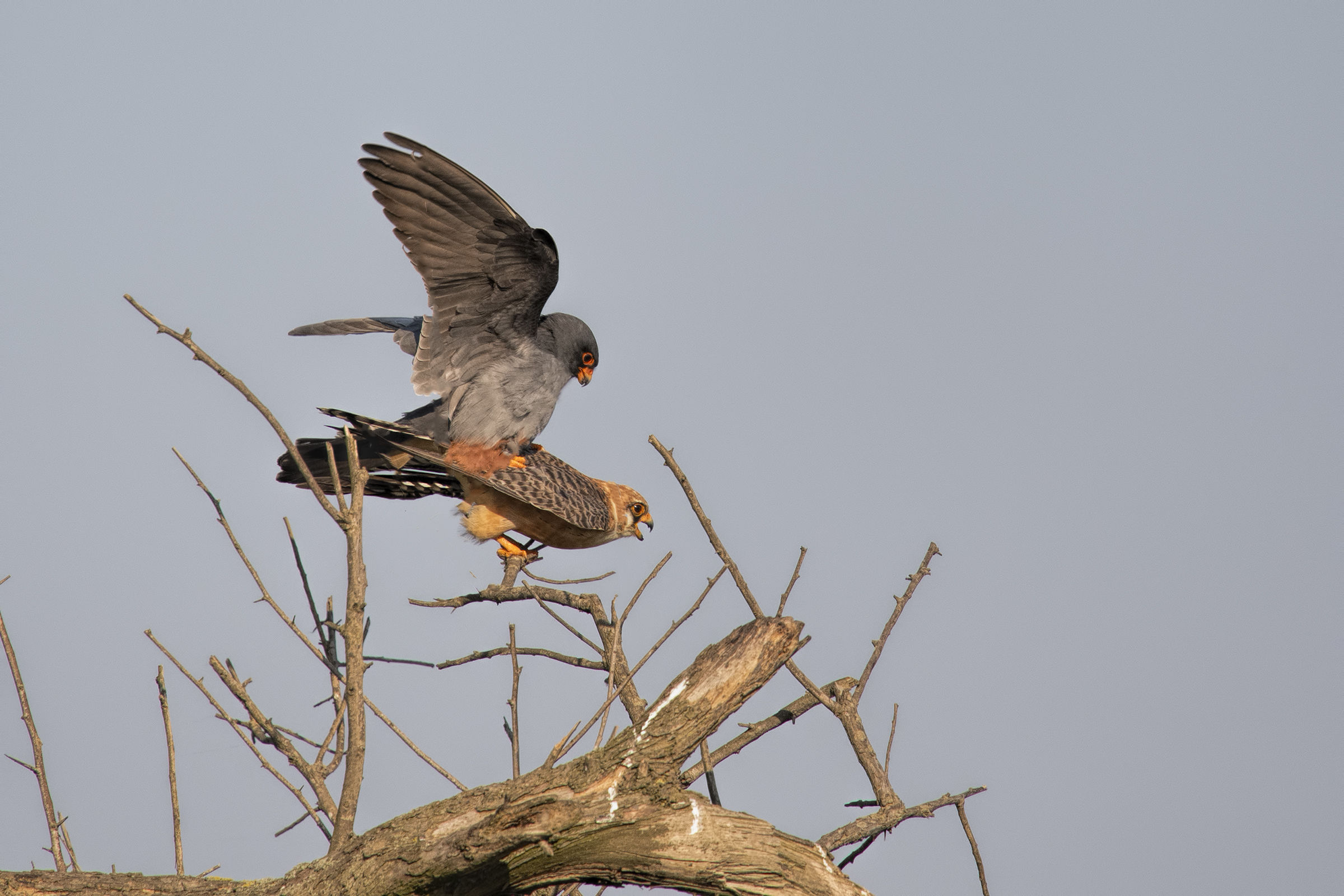 Falco cuculo - accoppiamento