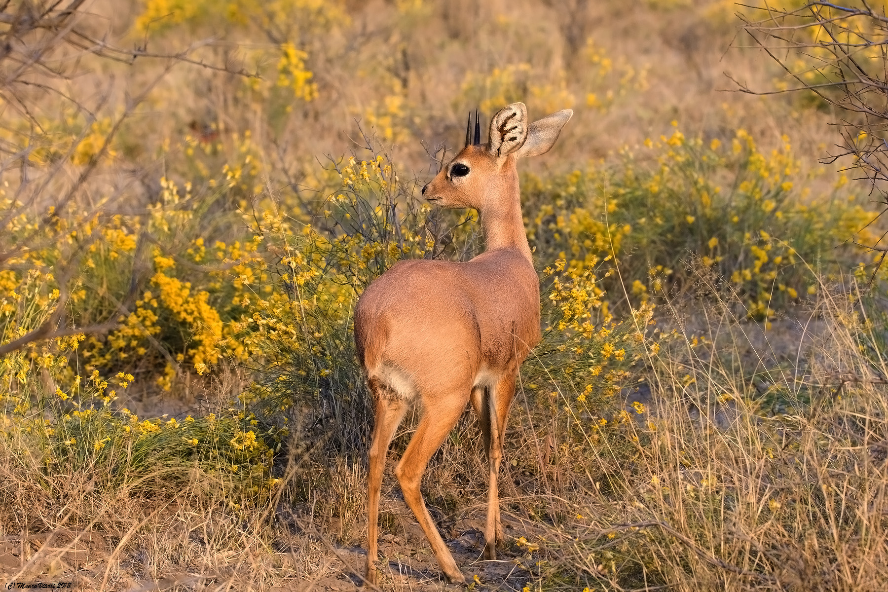 Steenbok (Raphicerus campestris) Kalahari