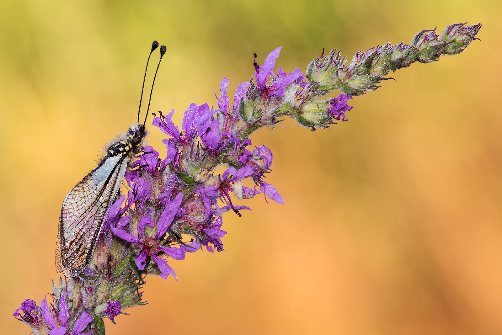 Libelloides coccajus