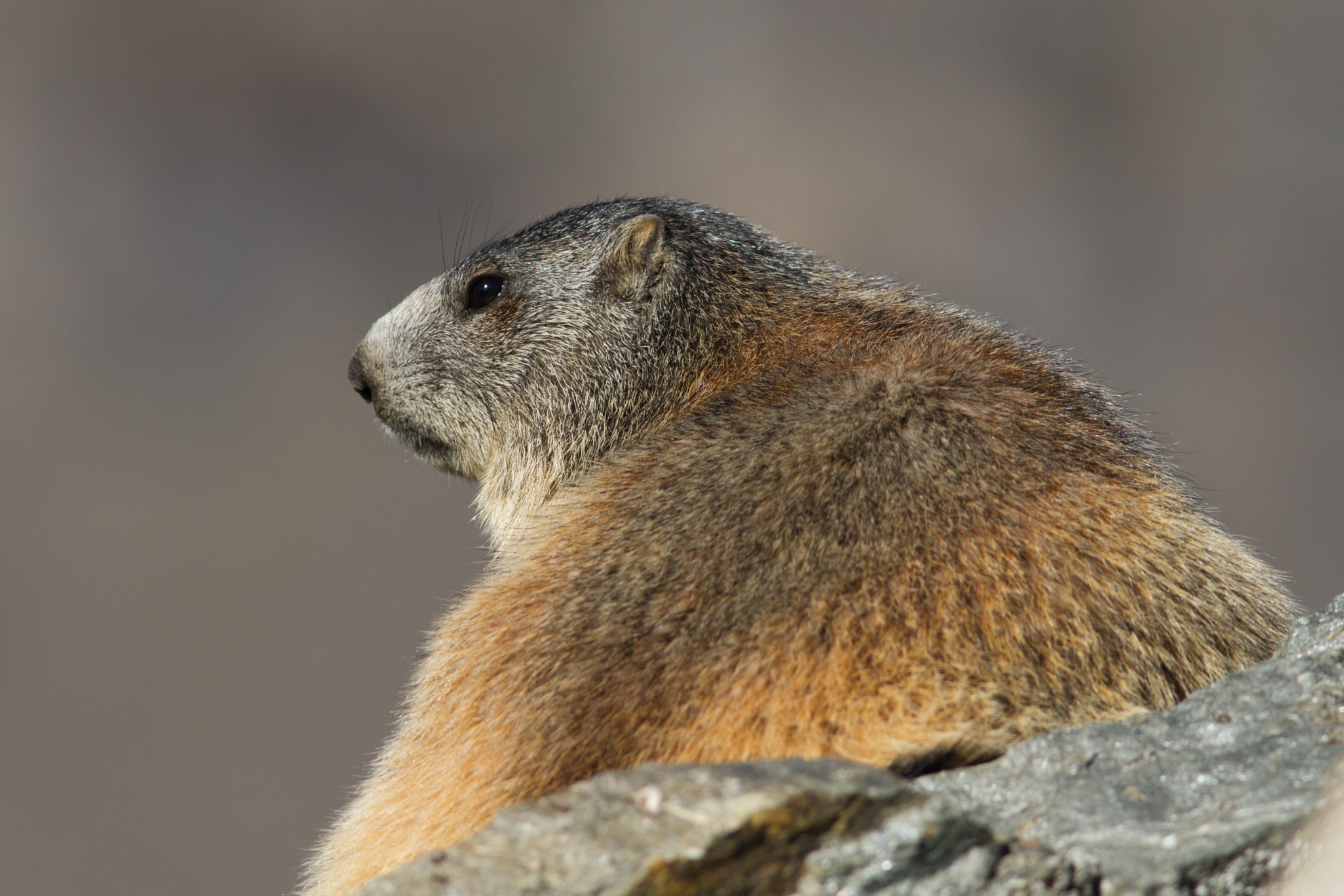Marmot