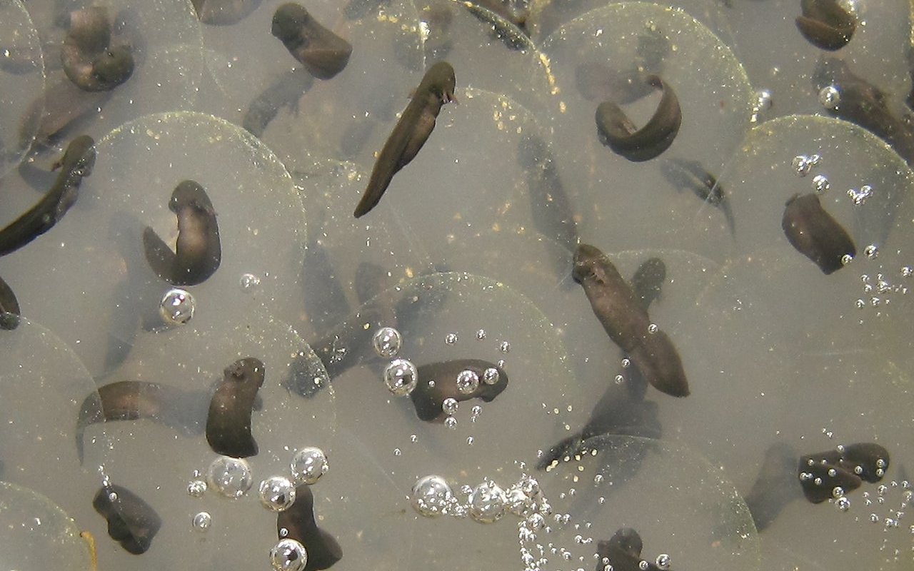 Toad eggs hatched almost