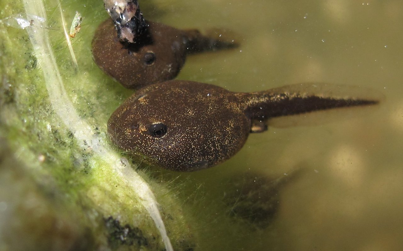 Tadpole 09 in murky water