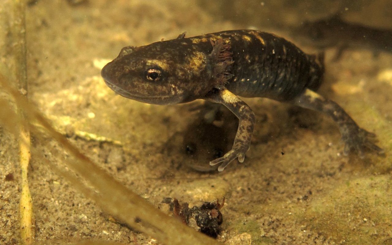 Salamandra 12 in murky water