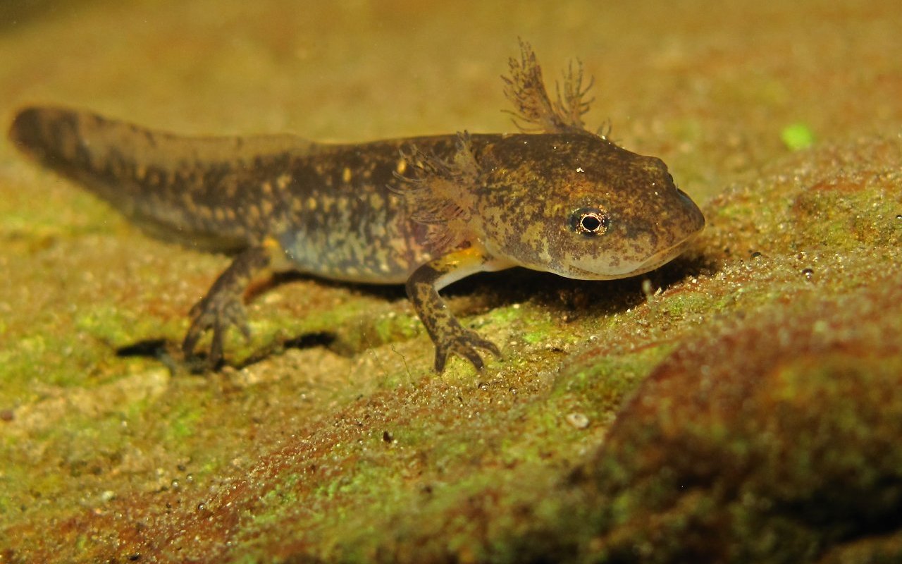 Salamandra 04 in murky water