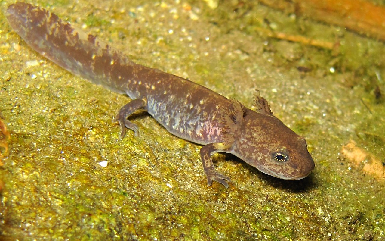 Salamander 01 seeds in water turbid