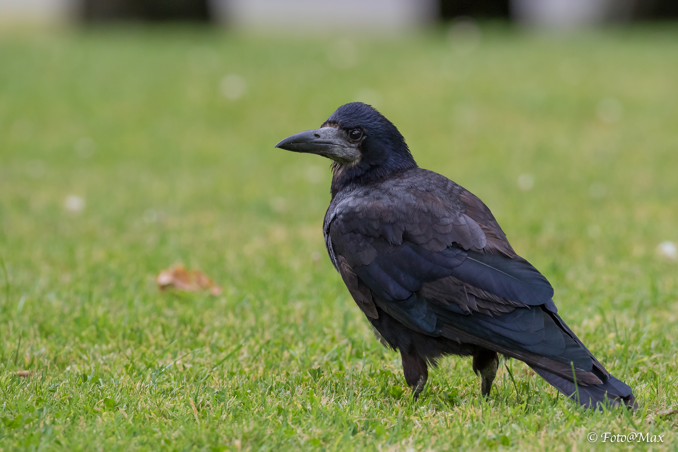 sempre incazzato ...