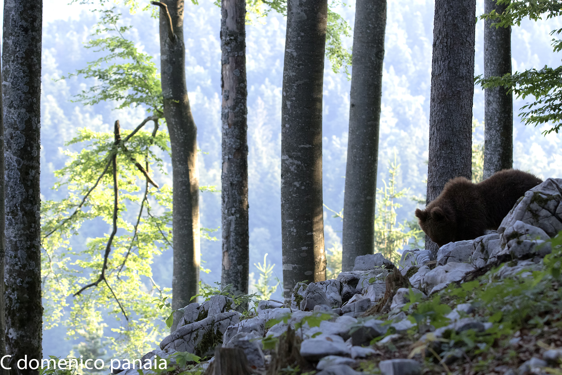 l'orso nel suo ambiente