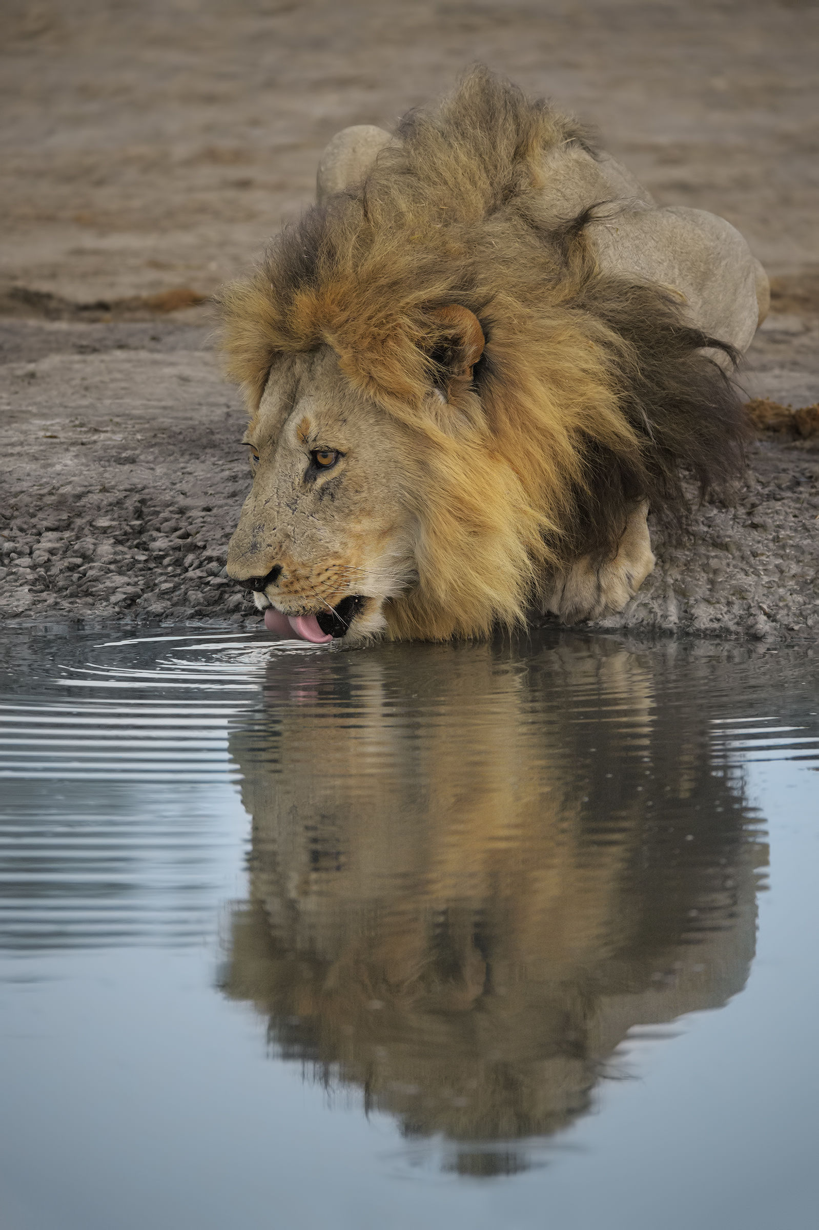 The Mirror of the Realm