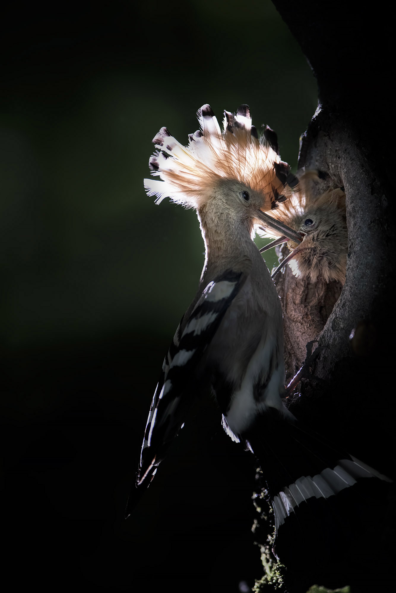 Hoopoe Cue