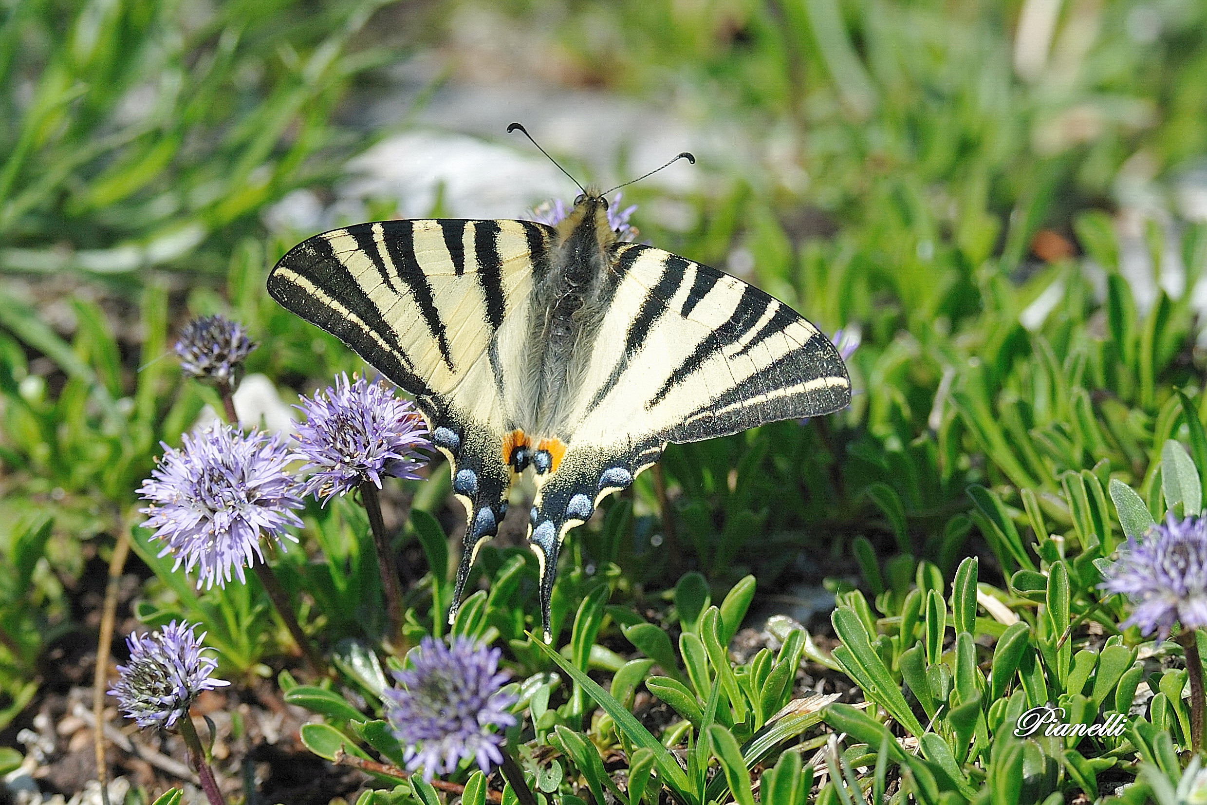 Machaon