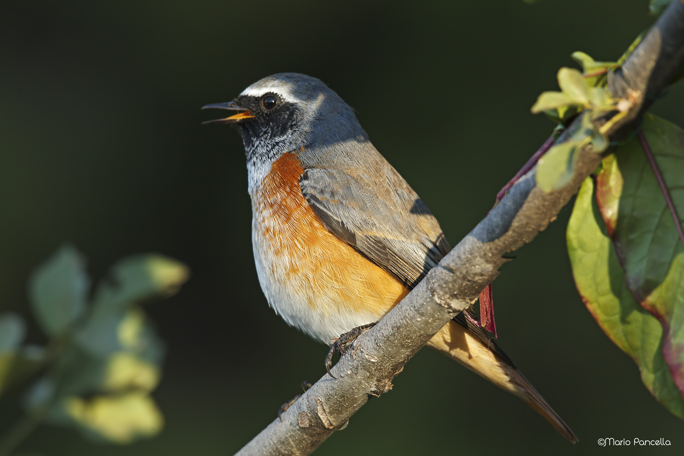 Common Redtail &male; (Phoenicurus phoenicurus)