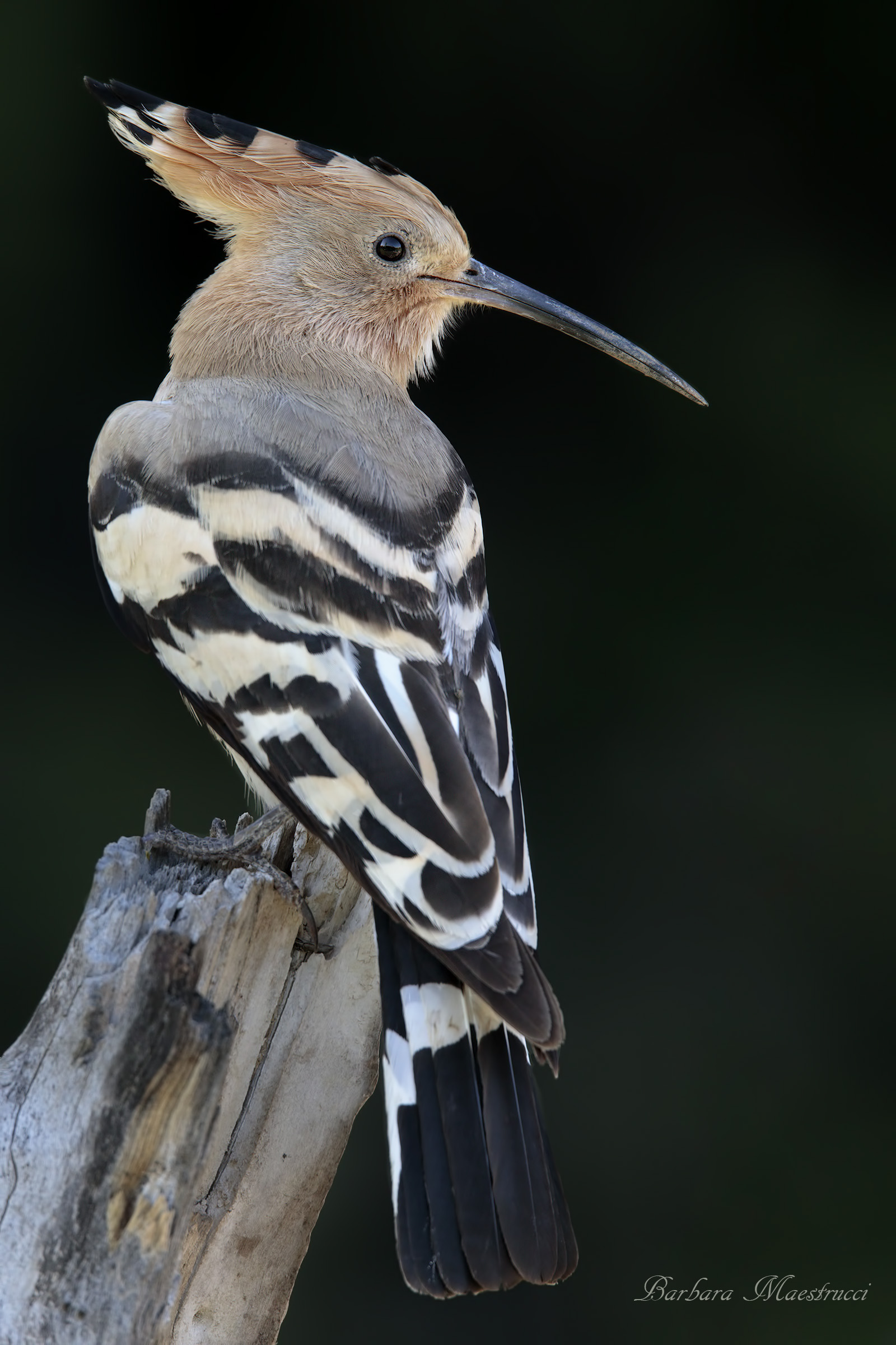 Hoopoe