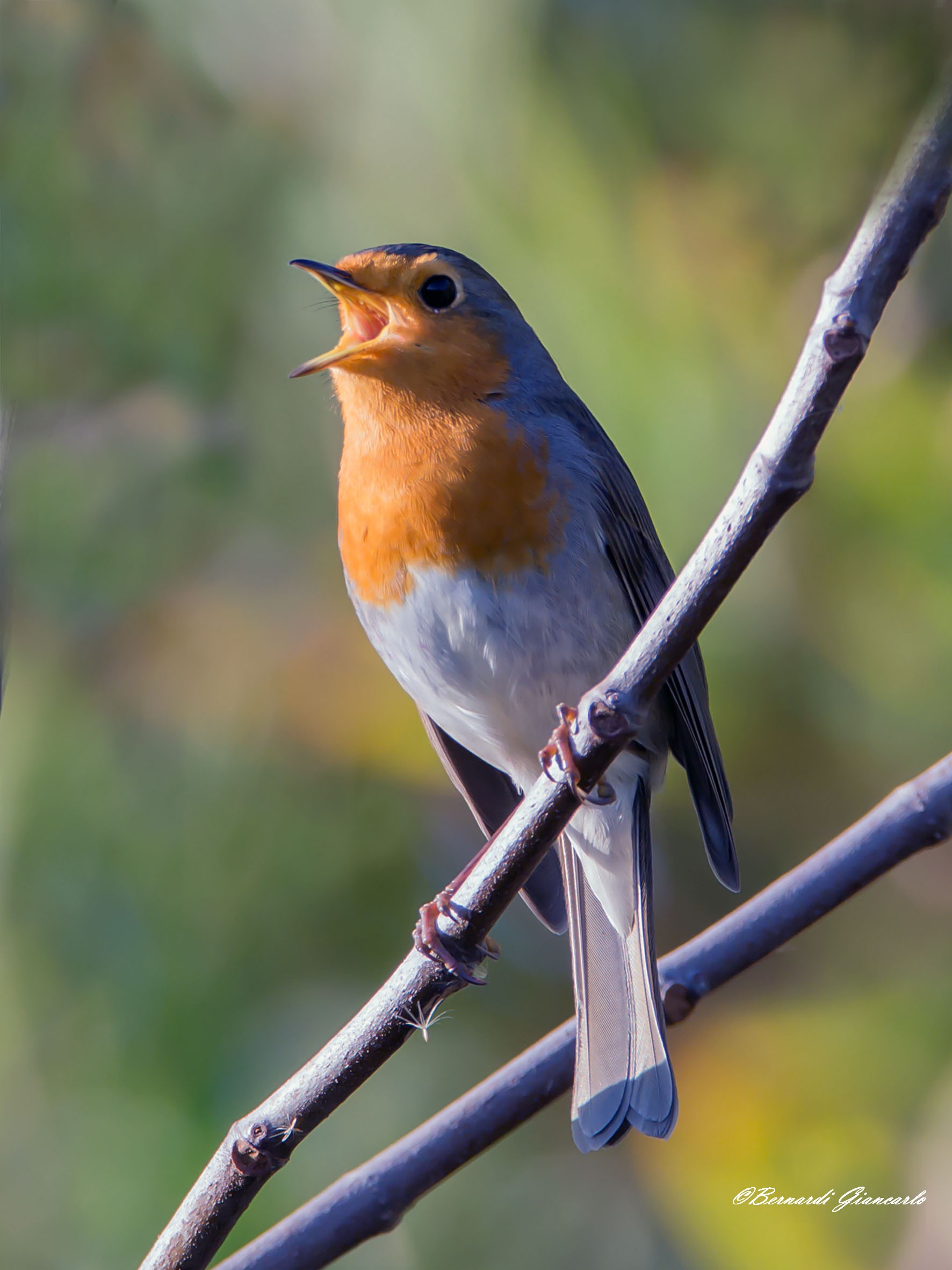 il solista...Pettirosso