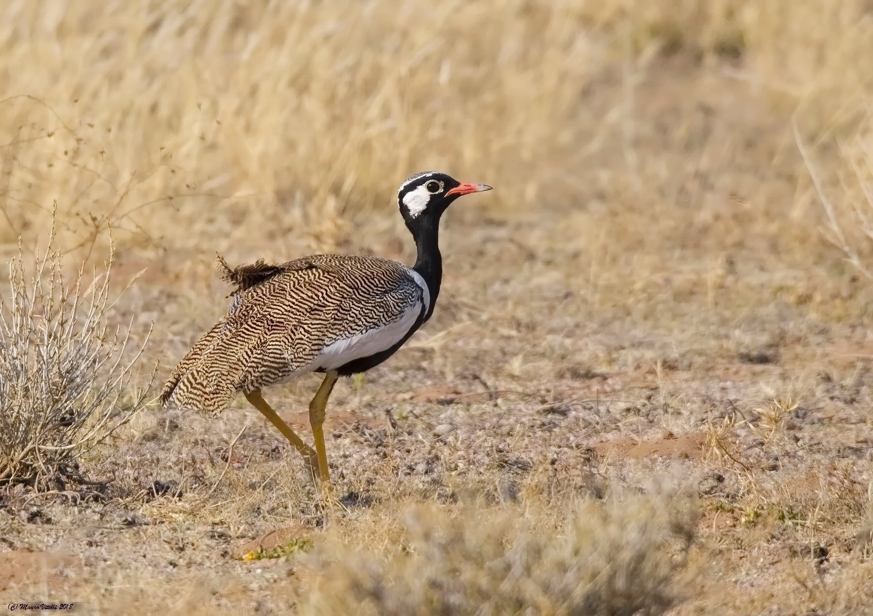 Northern Blak Korhaan (Afrotis afraoides)