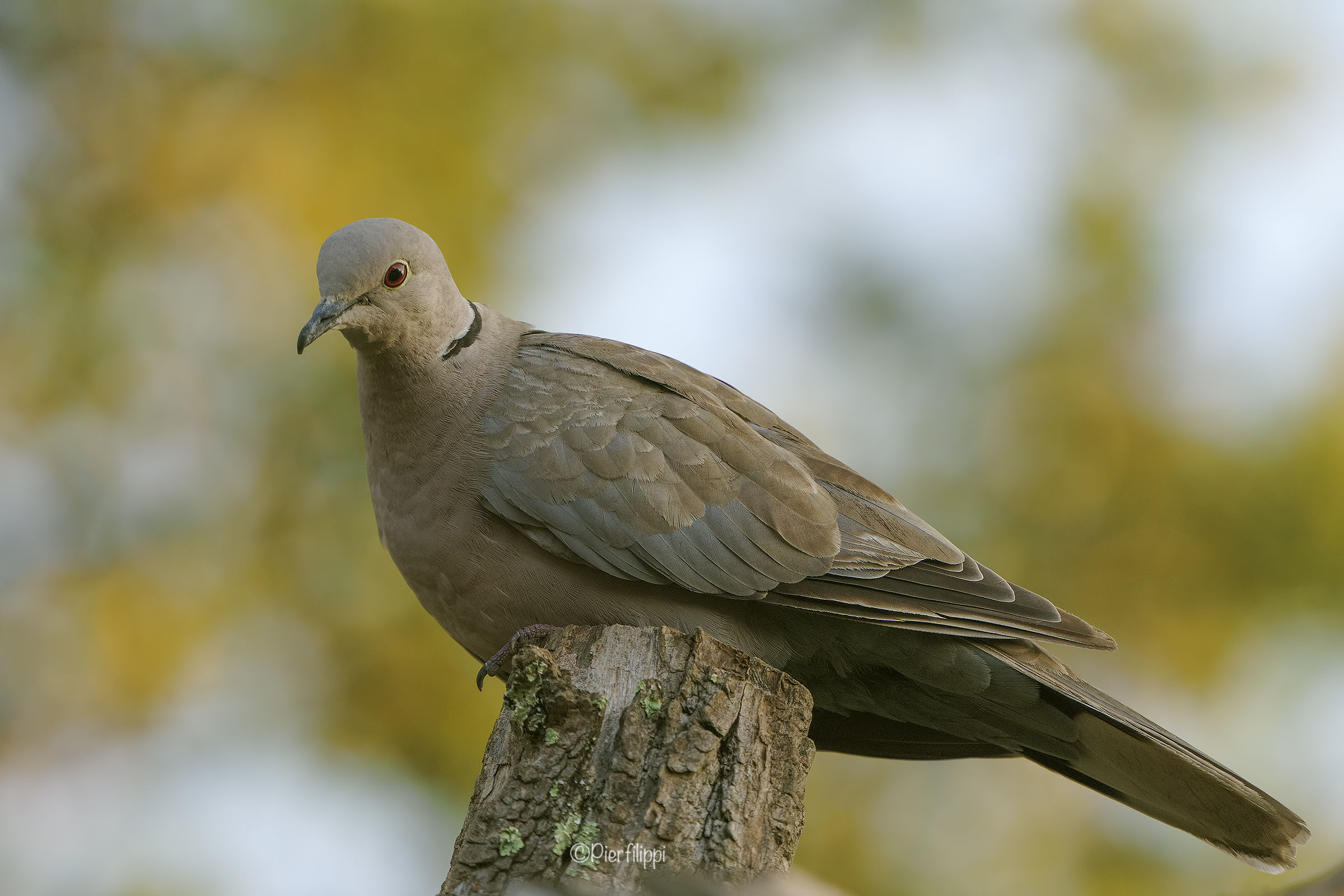 Collared Turtledove