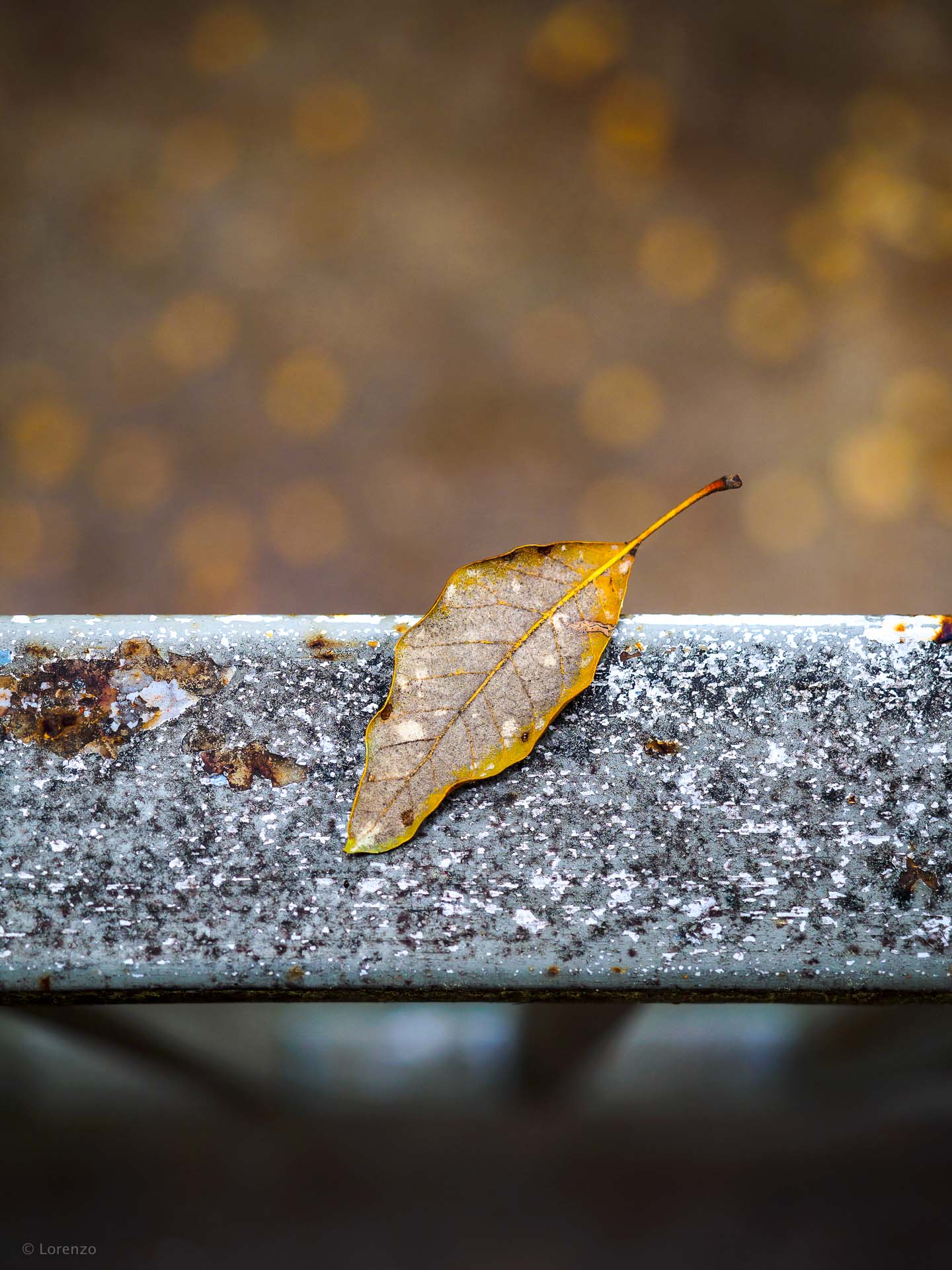 foglia su ringhiera morta