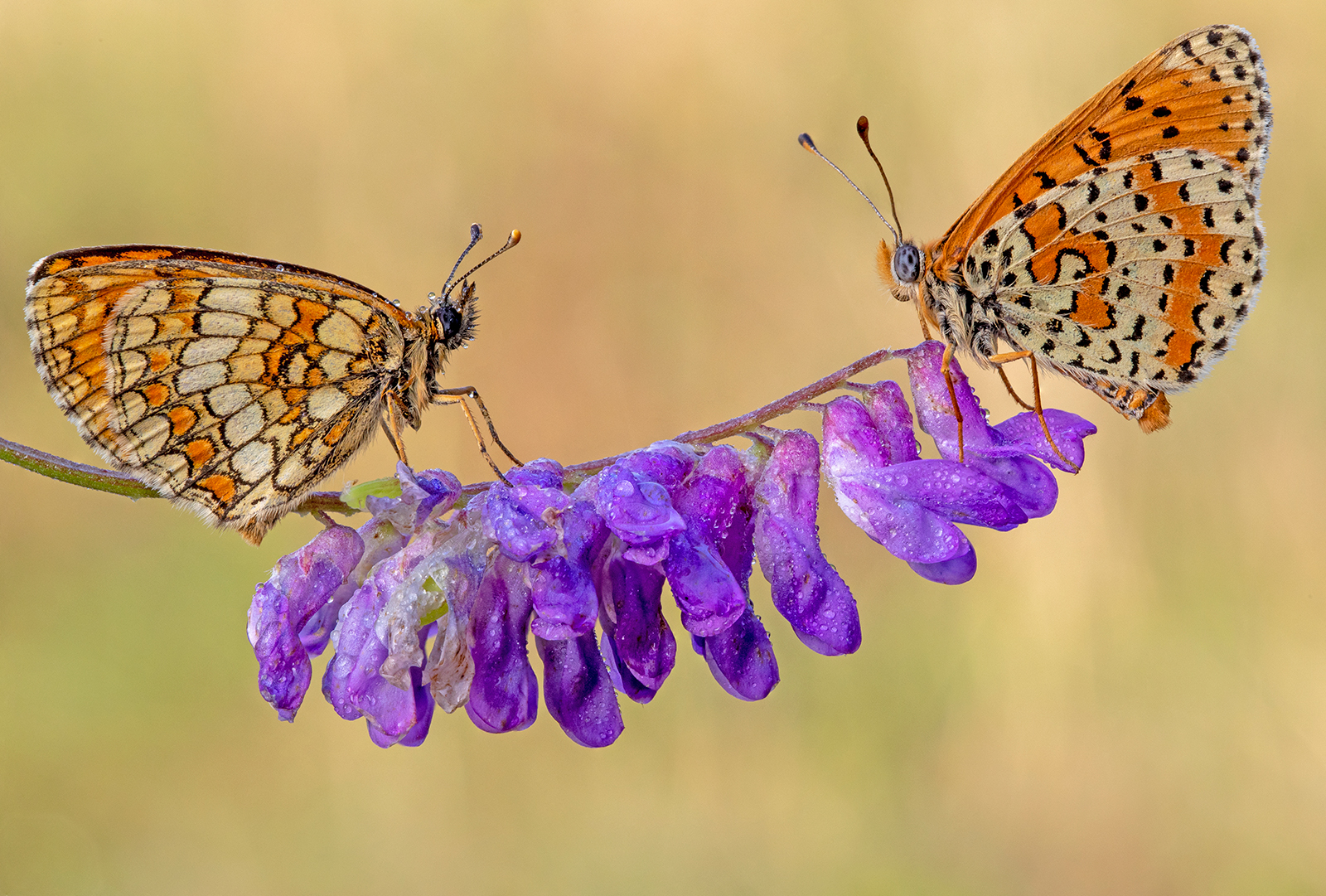 Melitaea