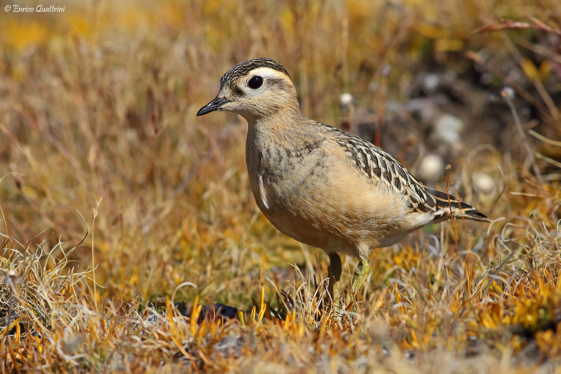 Piviere Dotterel