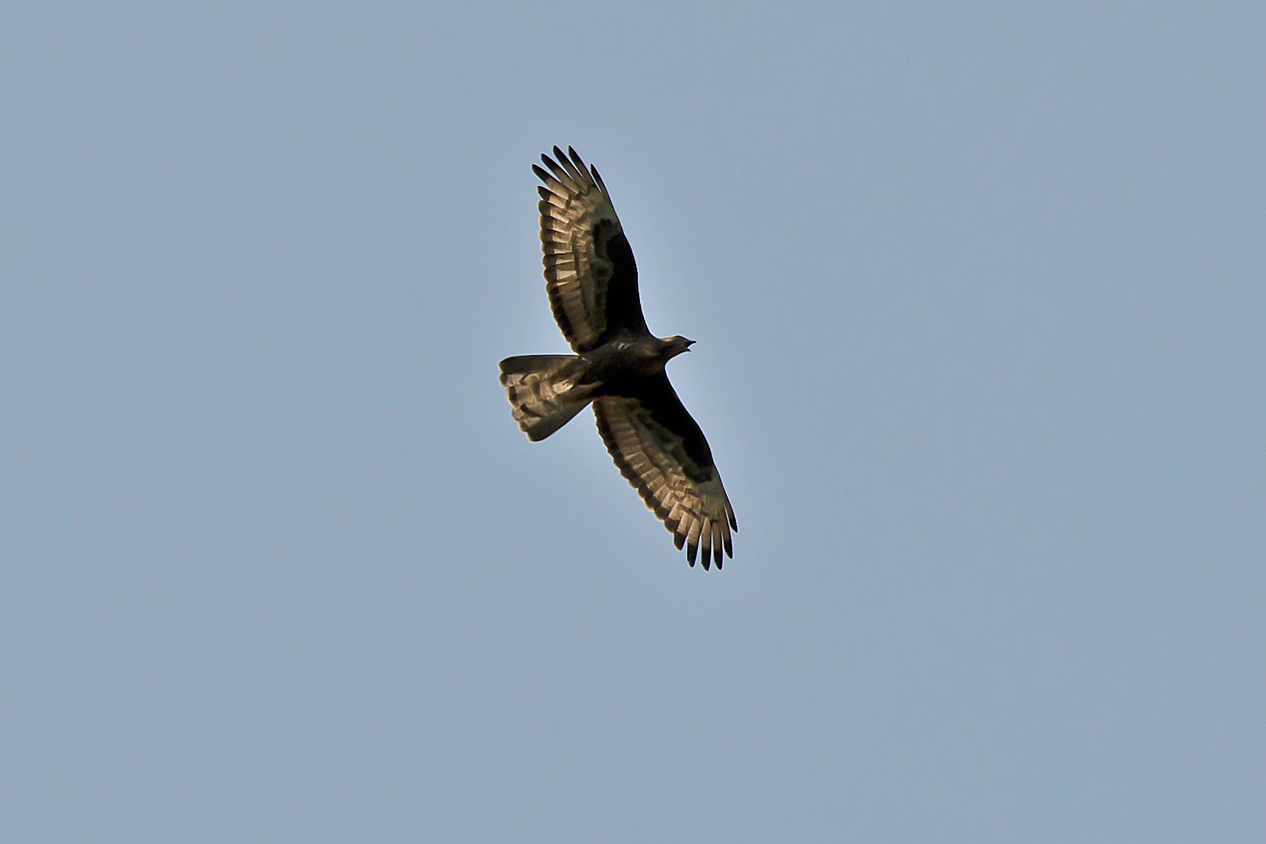 Aquila Reale