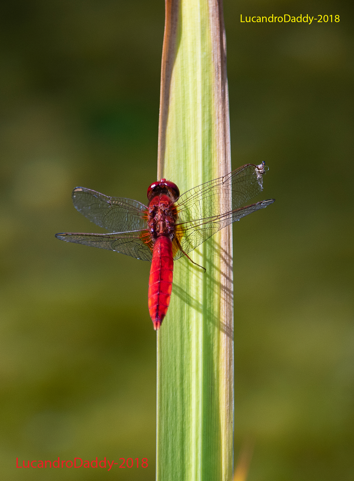 Una deliziosa libellula